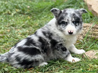 Border Collie perros en Barcelona - Anuncio 4