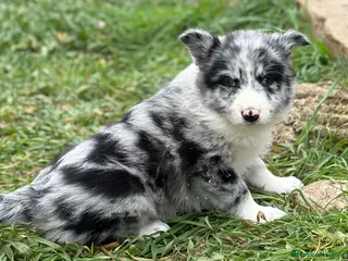 Border Collie perros BORDER COLLIE MERLE HEMBRA! en Barcelona - Anuncio 13