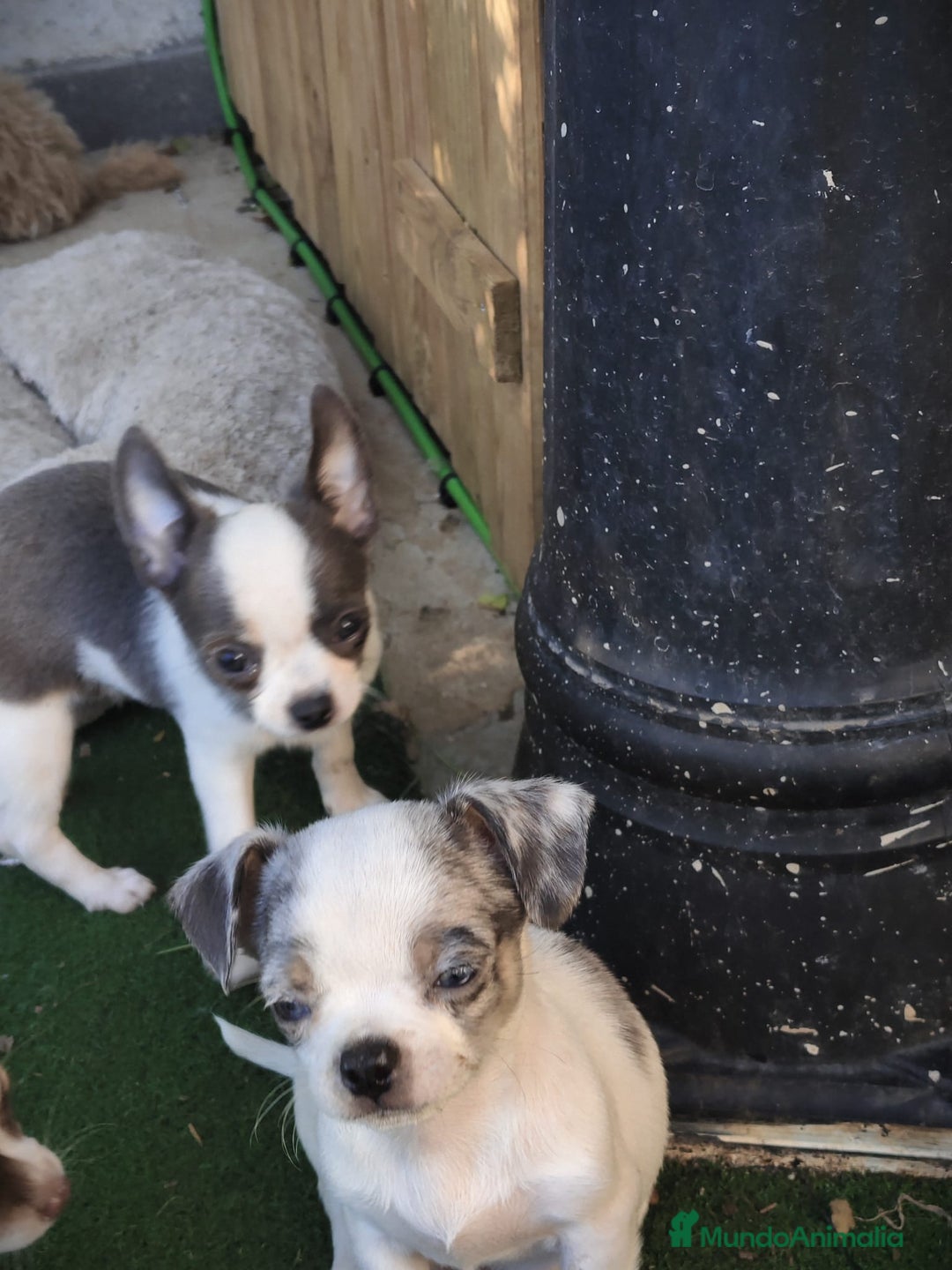Chihuahua perros en venta: Chihuahua  - Anuncio 2