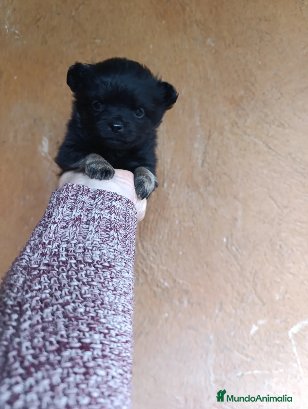 Chihuahua perros en venta: chihuahua de pelo largo - Anuncio 1