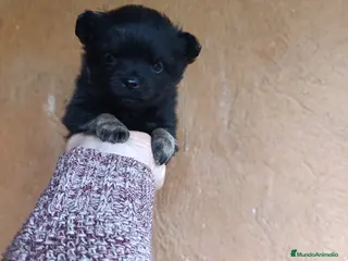 Chihuahua perros chihuahua de pelo largo - Anuncio 3