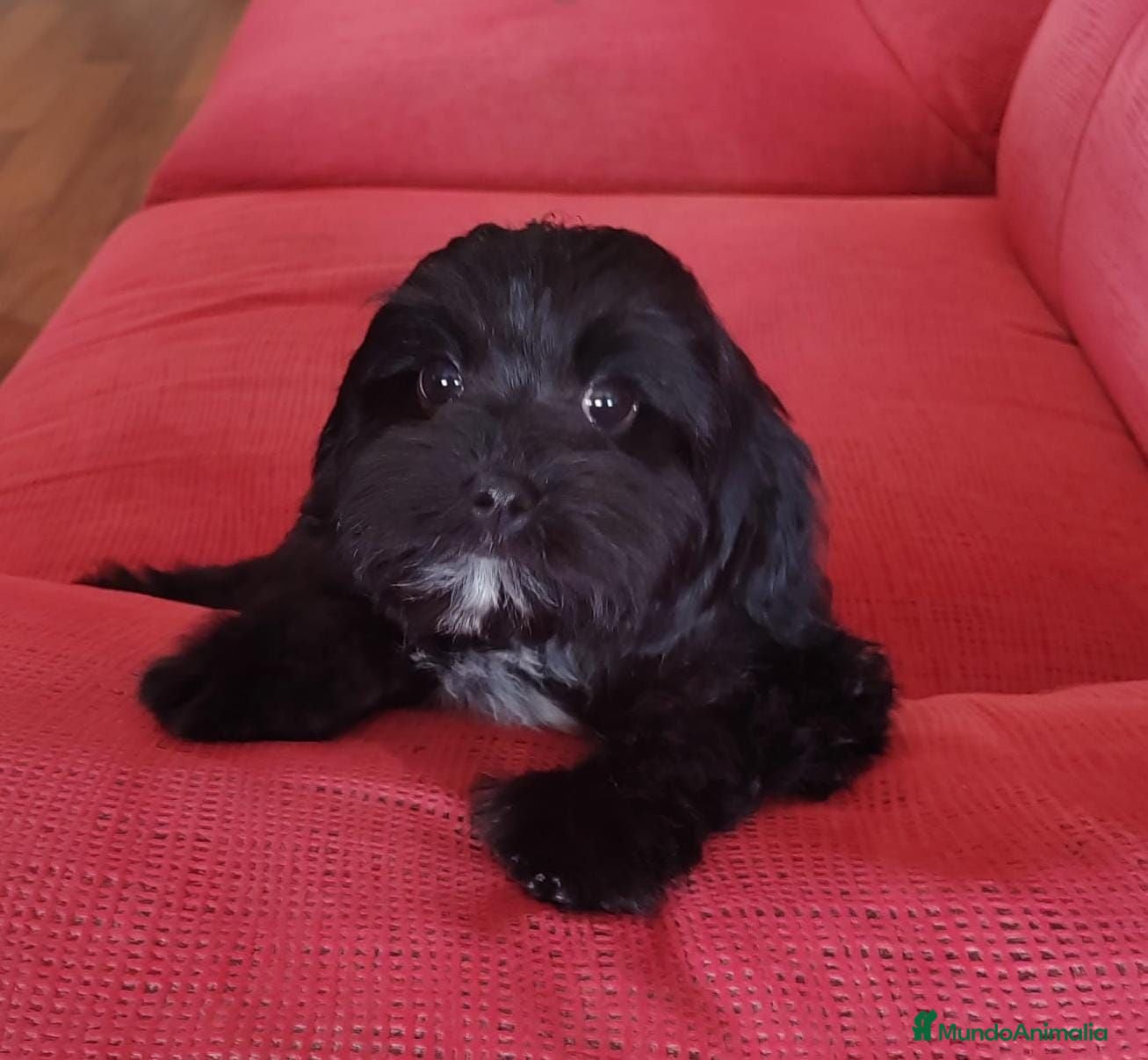 Cavapoo perros Ultimo Cachorro Cavapoo Toy - Anuncio 6