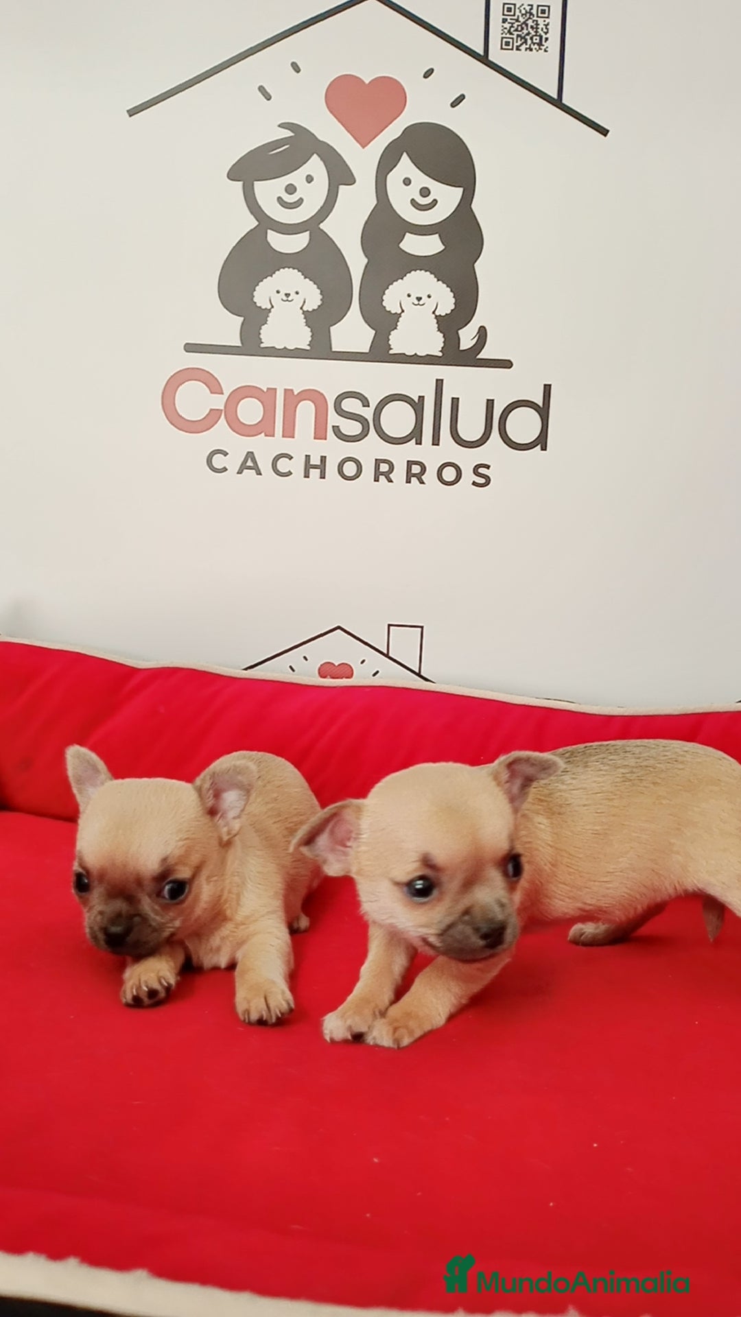 Chihuahua perros en venta: Chihuahua  - Anuncio 11