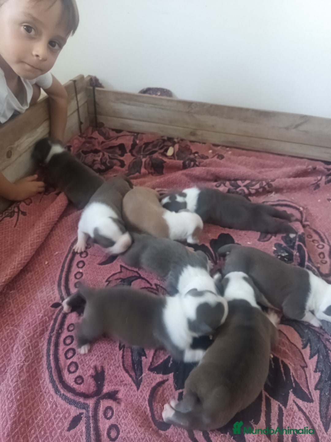 American Staffordshire-Terrier perros en venta: ✨American Staffordshire terrier con PEDIGREE!✨ - Imagen 16