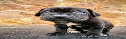 Cane Corso perros en venta: Cane corso - Anuncio 11