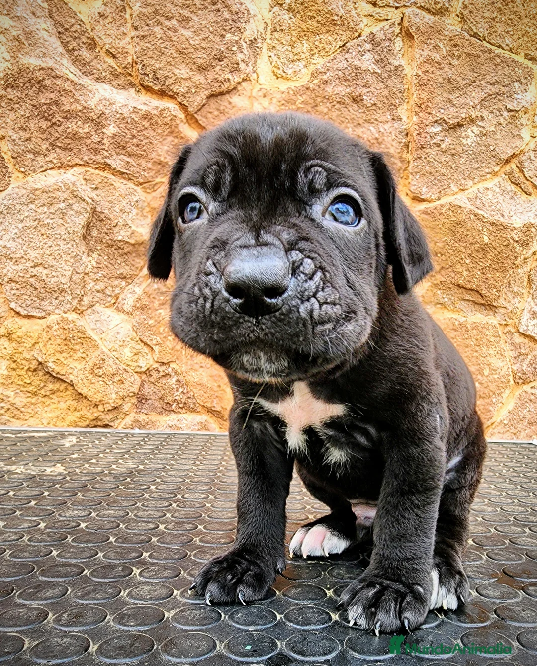 Cane Corso perros en venta: Cane corso - Anuncio 11