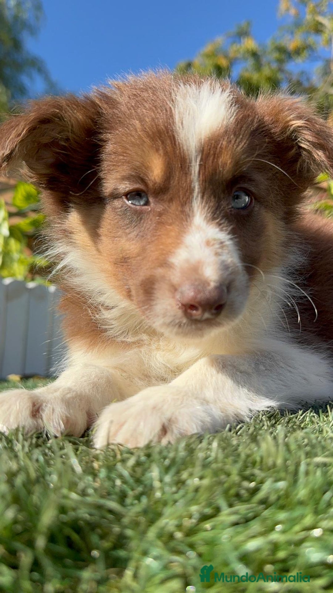 Border Collie perros en venta: BORDER COLLIE HEMBRA - Anuncio 1