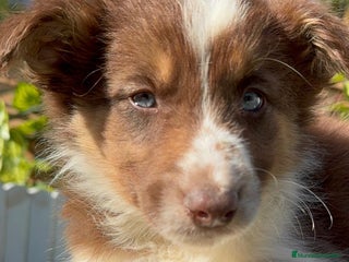 Border Collie perros BORDER COLLIE HEMBRA - Anuncio 1
