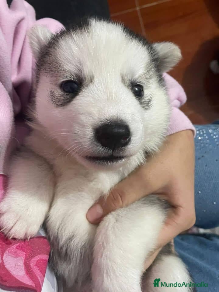 Husky Siberiano perros Cachorro husky disponible!! - Anuncio 4