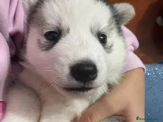 Husky Siberiano perros Cachorro husky disponible!! - Anuncio 4
