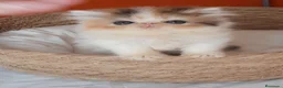 Persa gatos en venta: Espectacular Gatita Persa hembra 🌸💗🐱 - Anuncio 3