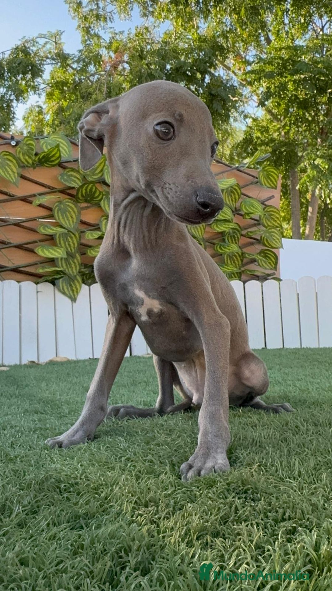 Pequeño Lebrel Italiano perros en venta: PICCOLO BLUE - Imagen 7