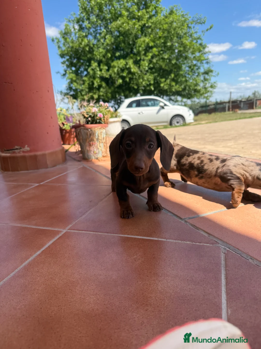 Teckel Miniatura perros en venta: Teckel miniatura chocolate y arlequín - Anuncio 2