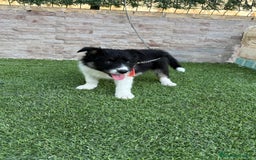 Border Collie perros en venta: Disponible hembra Border collie  - Imagen 4