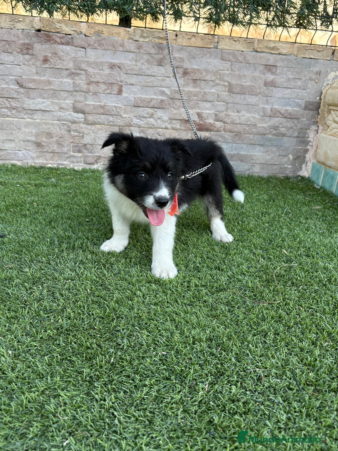 Border Collie perros en venta: Disponible hembra Border collie  - Imagen 4