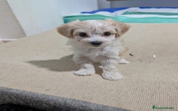 Maltipoo perros en venta: Camada de Maltipoo  - Imagen 7