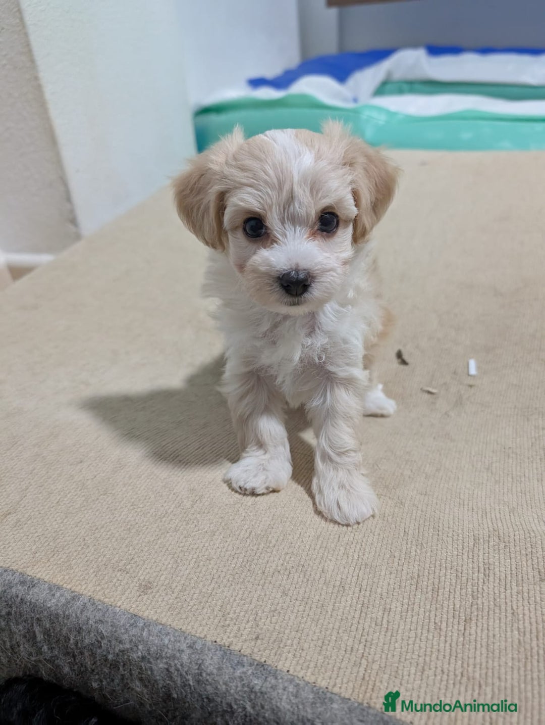 Maltipoo perros en venta: Camada de Maltipoo  - Imagen 7