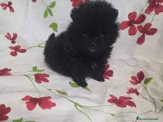 Pomerania perros Cachorritos Pomerania - Anuncio 3