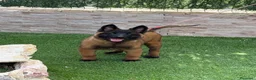 Pastor Belga Malinois perros en venta: Cachorra malinois máxima calidad  - Anuncio 2