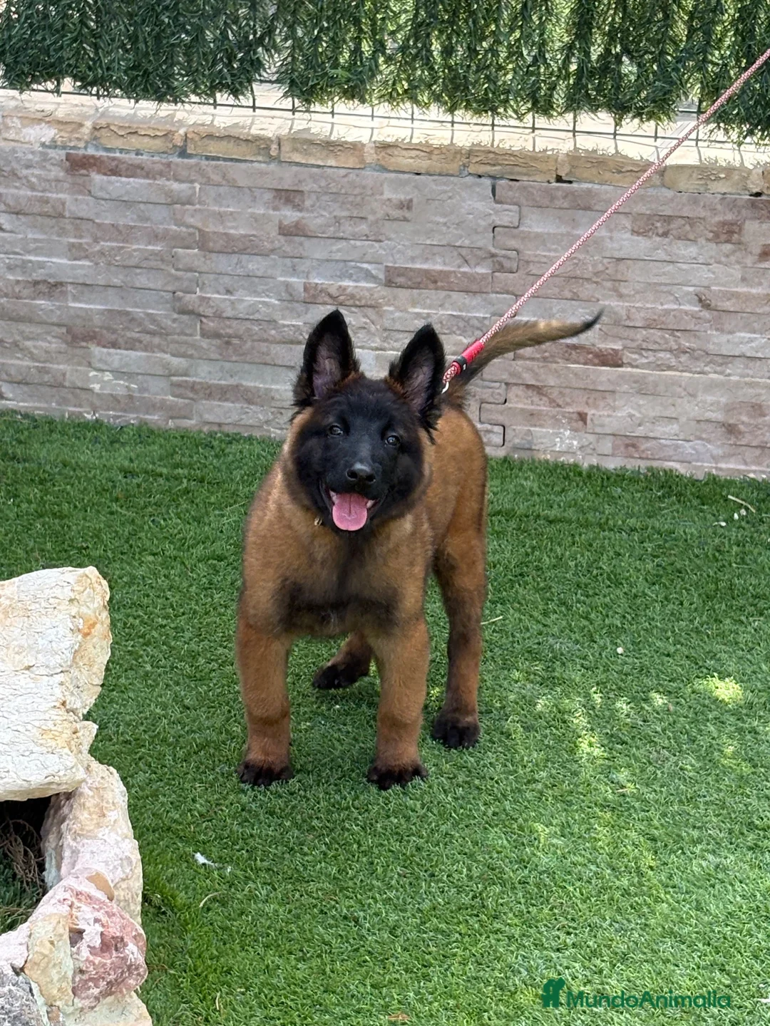 Pastor Belga Malinois perros en venta: Cachorra malinois máxima calidad  - Anuncio 2