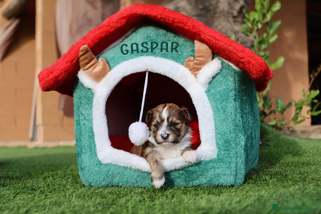 Bichón Habanero perros en venta: Camada de los Reyes Magos - Anuncio 12