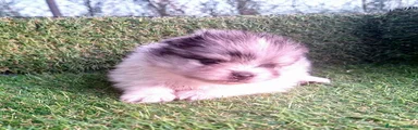 Pomerania Cachorro 3