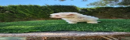 Bichón Maltés perros en venta: Espectacular cachorra de bichón maltés - Anuncio 3