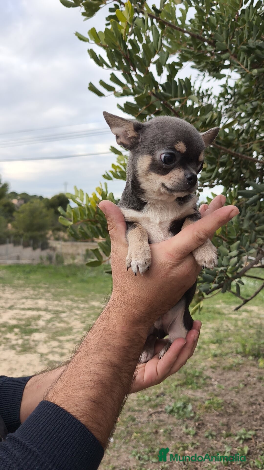 Chihuahua perros en venta: Chihuahua blue 🍎 Macho - Anuncio 5