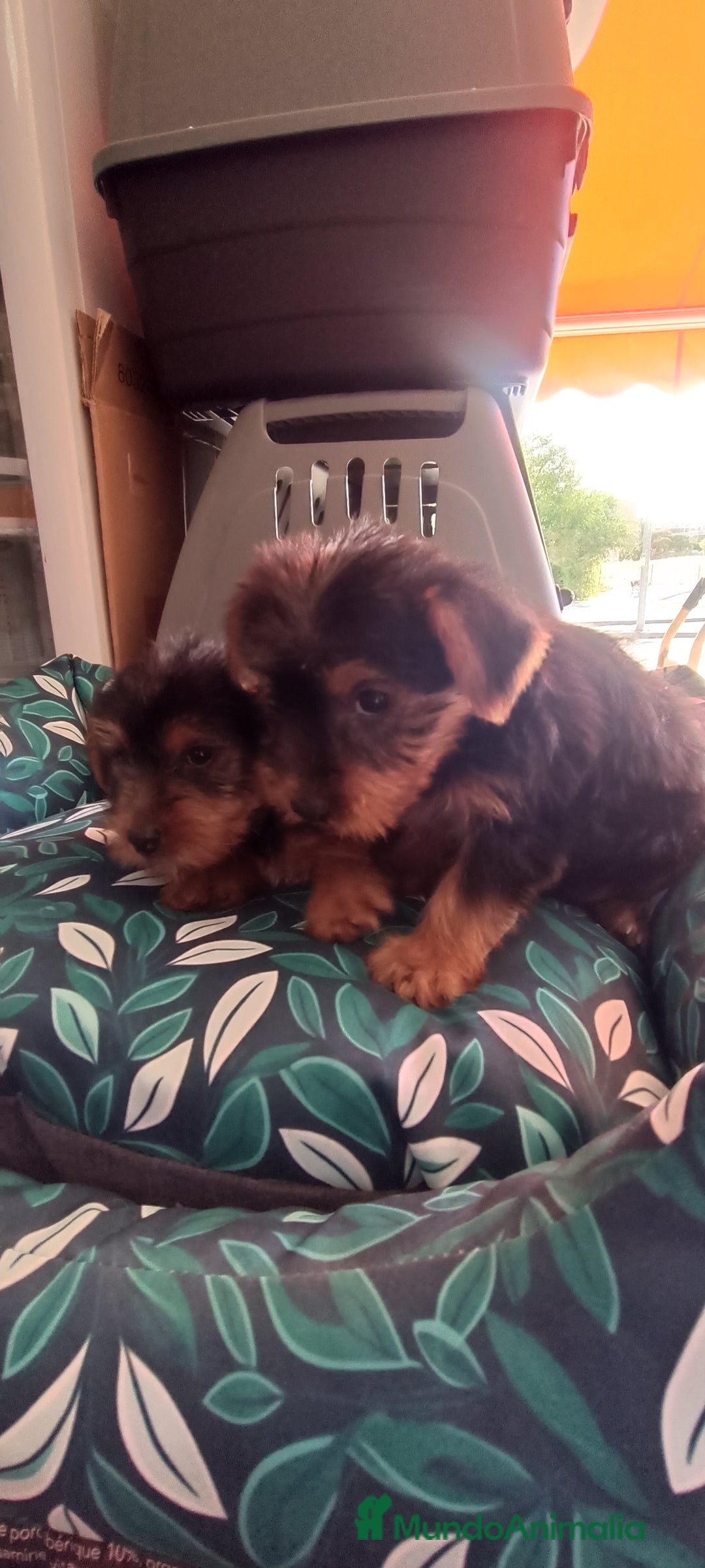 Yorkshire Terrier perros en venta: Cachorros de Yorkshire  - Imagen 1