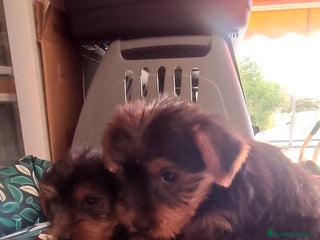 Yorkshire Terrier perros - Anuncio 1