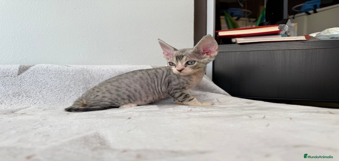 Imagen de galería {{count}}