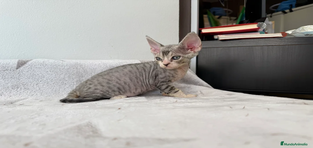 Imagen de galería {{count}}