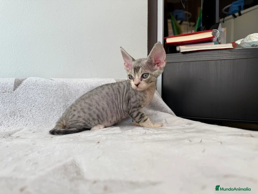 Imagen de galería {{count}}