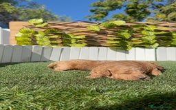 Caniche Toy perros en venta: CANICHE TOY - Imagen 14