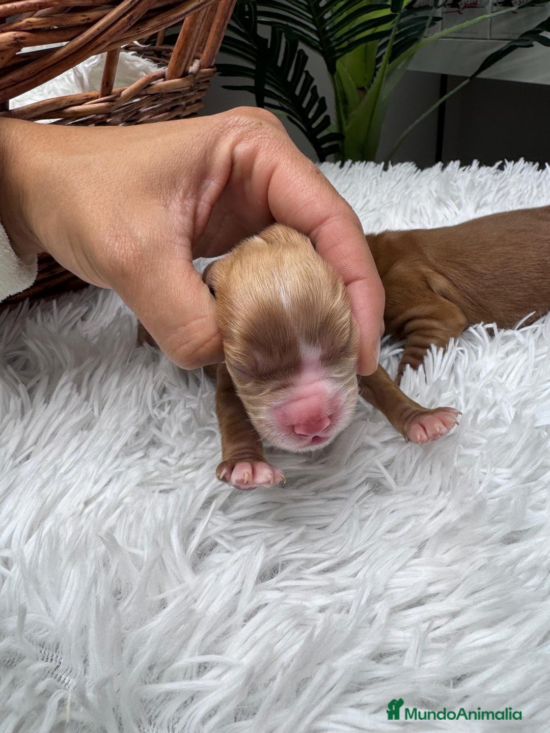 Cocker Spaniel Inglés perros en venta: COCKER SPANIEL INGLES - Anuncio 17