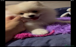 Pomerania perros en venta: Macho pomerania crema  - Imagen 2