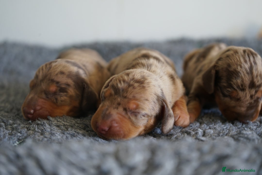 Teckel Miniatura perros en venta: 🐾 Kodat, Byron y Curri – Teckel miniatura 🐾 - Imagen 8