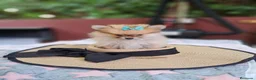 Pomerania perros en venta: Lulú de Pomerania  - Anuncio 2