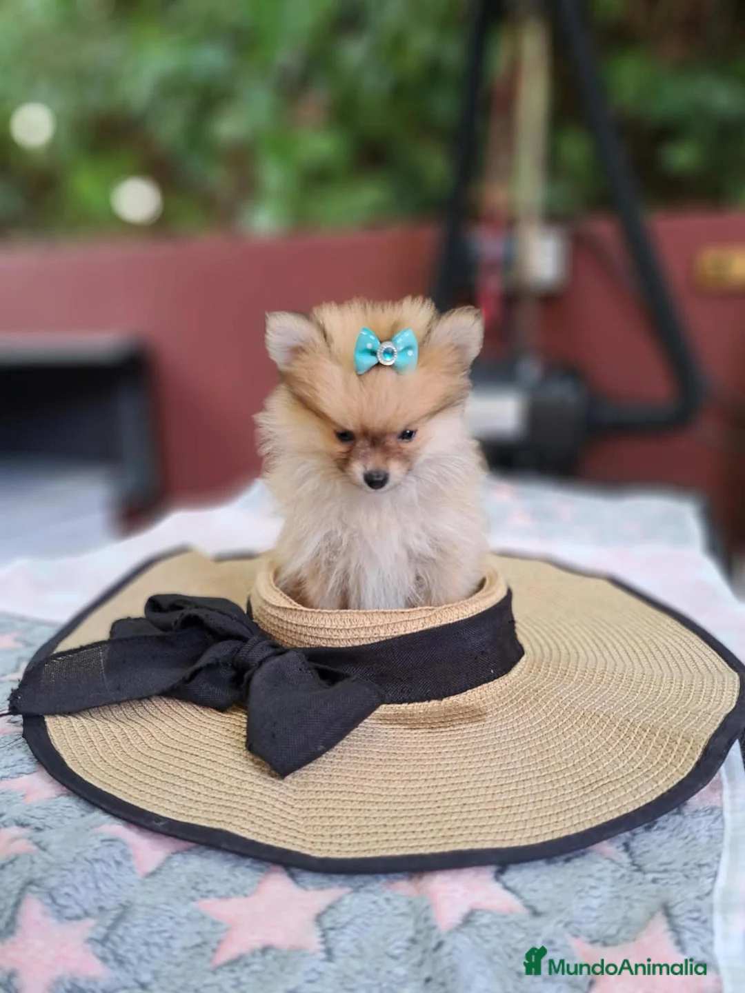 Pomerania perros en venta: Lulú de Pomerania  - Anuncio 2