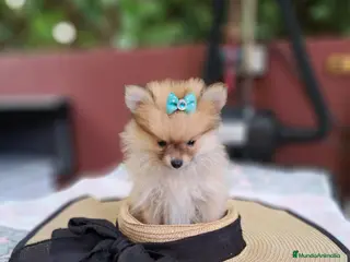 Pomerania perros Lulú de Pomerania - Anuncio 1