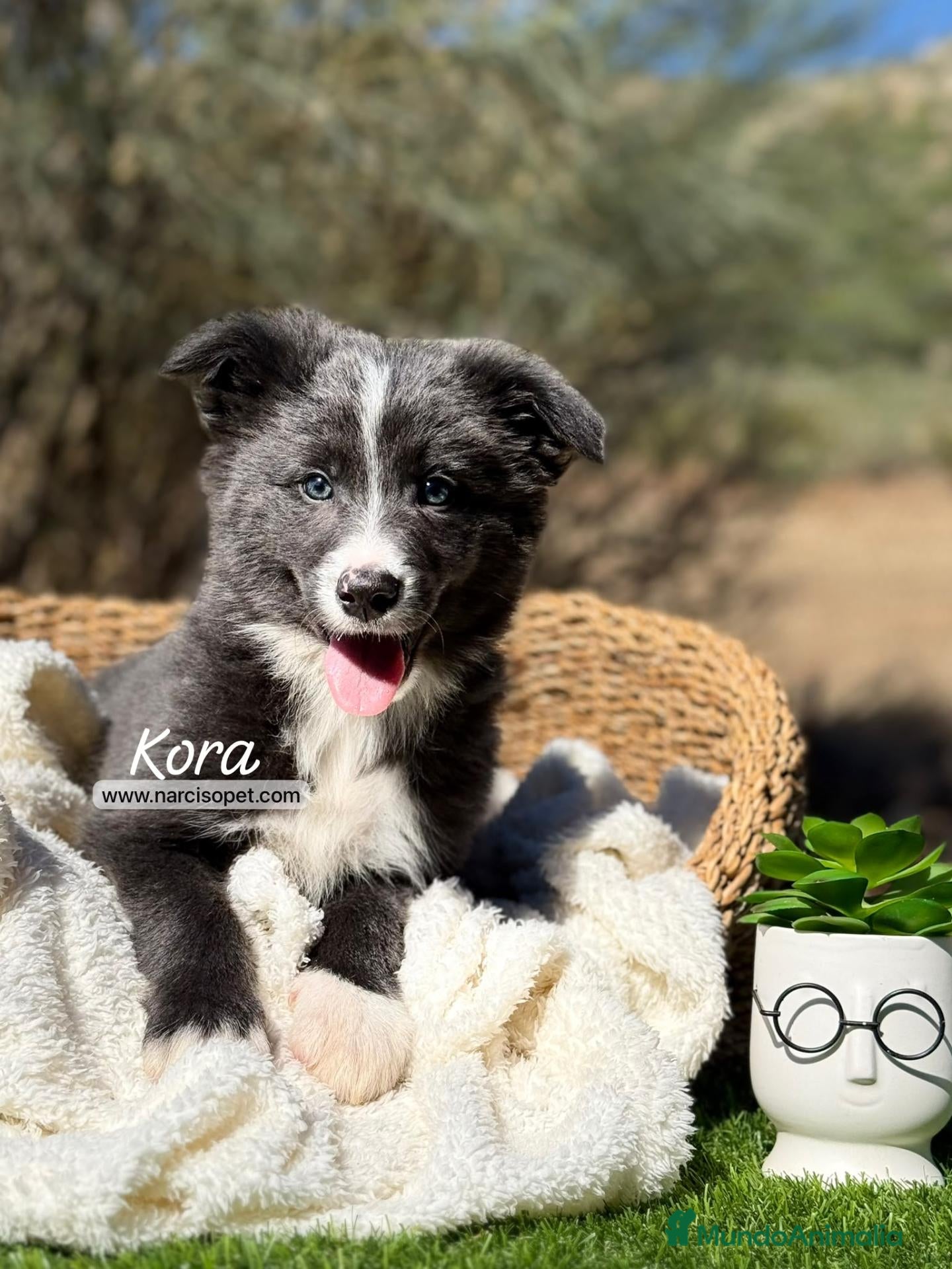 Border Collie perros BORDER COLLIE BLUE - Anuncio 1