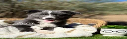 Border Collie perros en venta: BORDER COLLIE BLUE - Anuncio 1