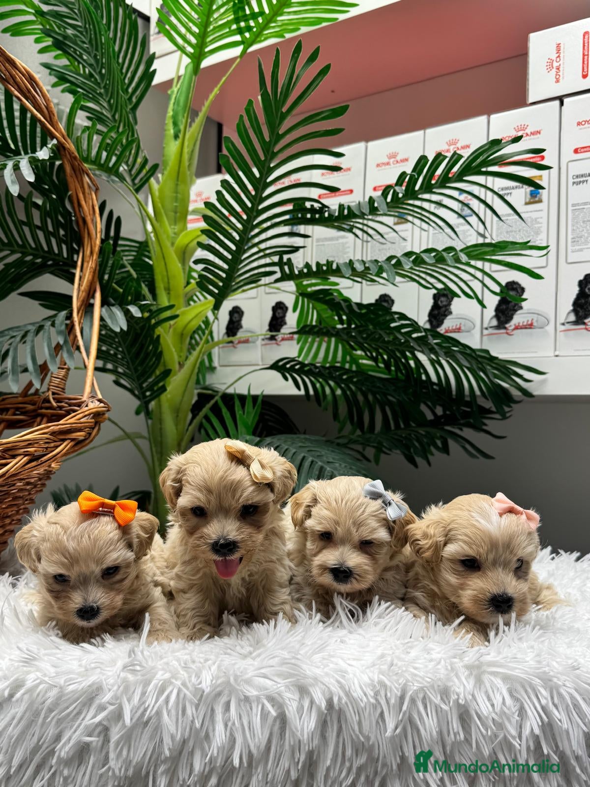 Maltipoo perros en venta: MALTIPOO - Anuncio 7