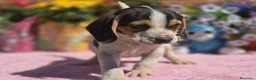 Beagle perros en venta: Beagle. Machos - Anuncio 4