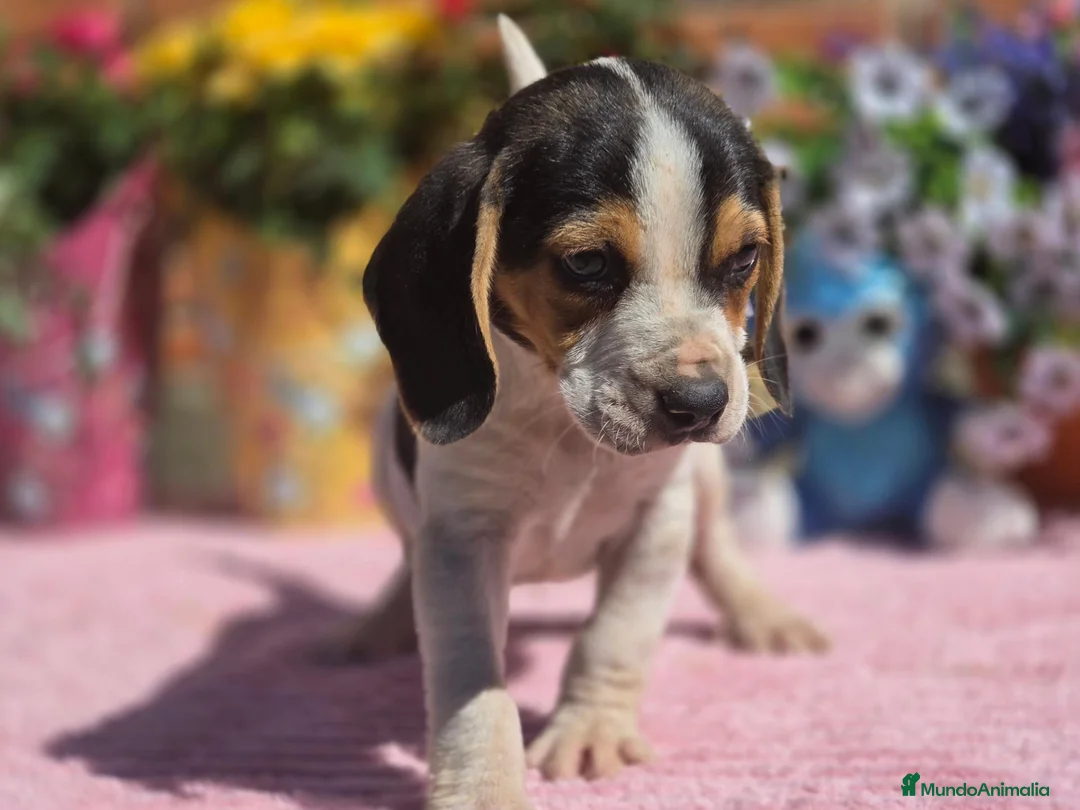 Beagle perros en venta: Beagle. Machos - Anuncio 4