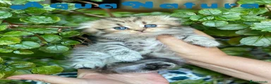 Scottish Fold 