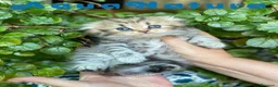 Scottish Fold gatos en venta: Scottish Fold Longhair Hembra AQUANATURA - Anuncio 2