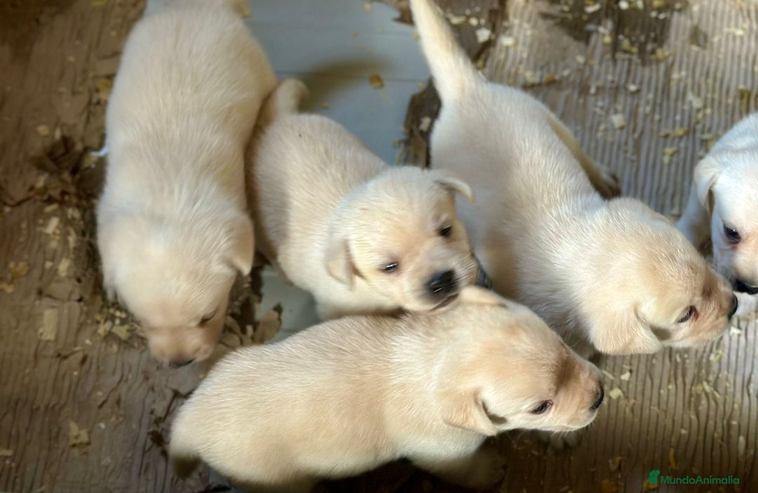 Labrador Retriever perros en venta: LABRADOR AMARILLO DISPONIBLES - Imagen 5
