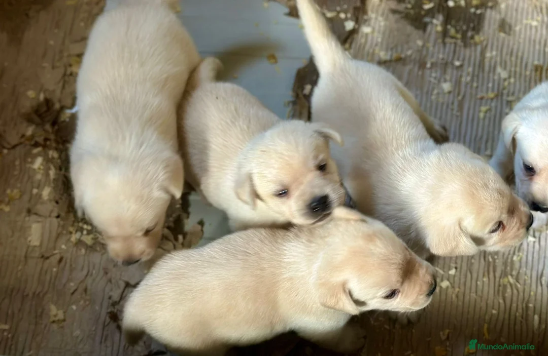 Labrador Retriever perros en venta: LABRADOR AMARILLO DISPONIBLES - Anuncio 5