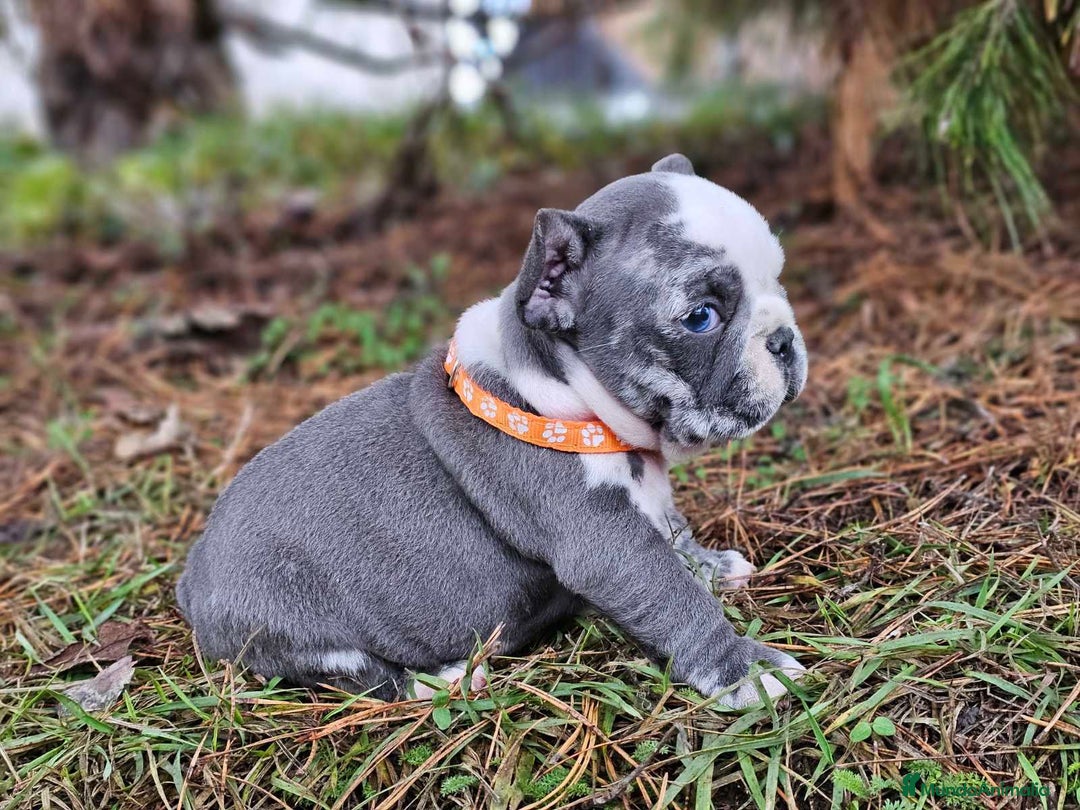 Bulldog Francés perros en venta: ‼️‼️BULLDOG FRANCES EXOTICOS - Anuncio 6
